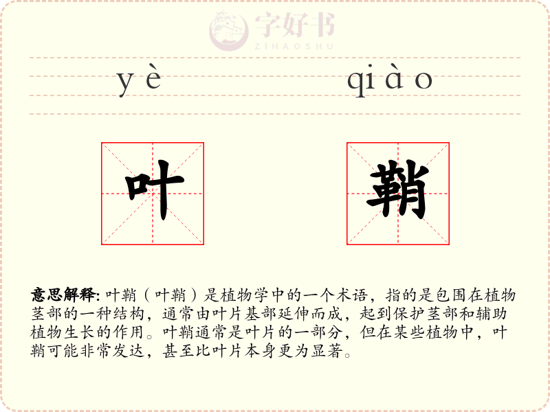叶鞘