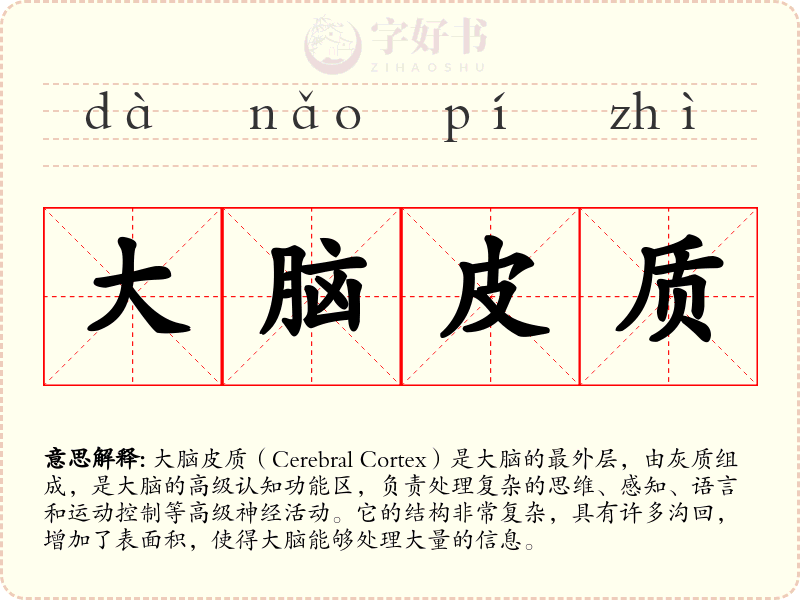 大脑皮质