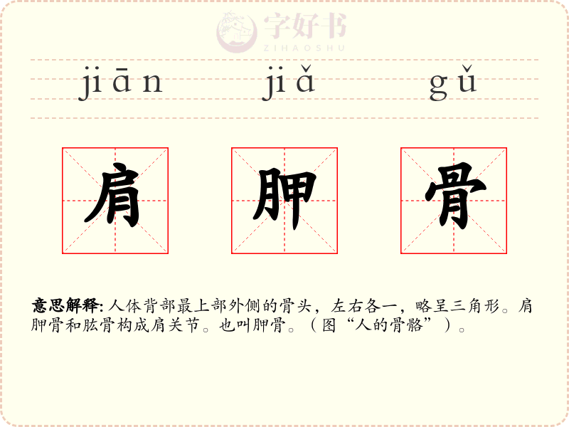 肩胛骨