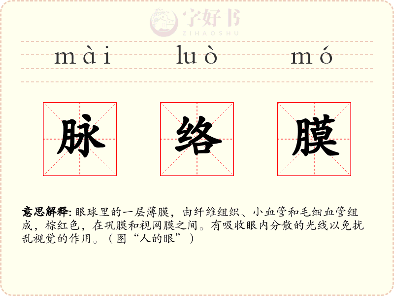 脉络膜