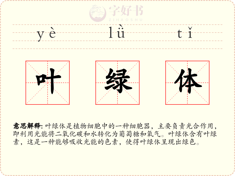 叶绿体