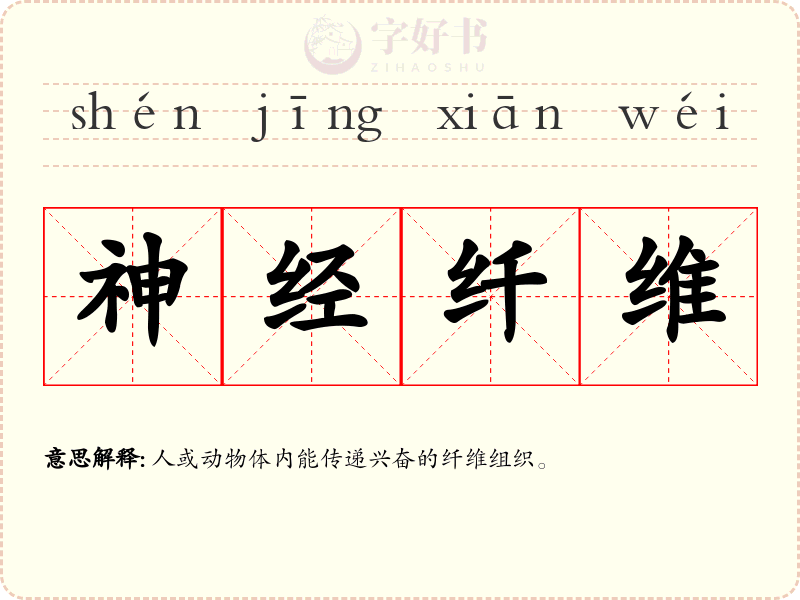 神经纤维