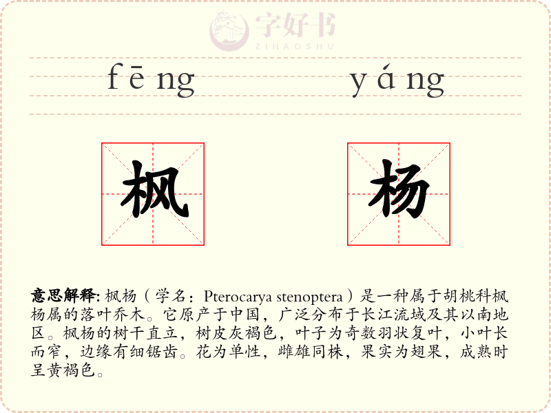 枫杨