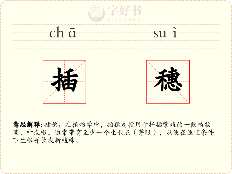 插穗