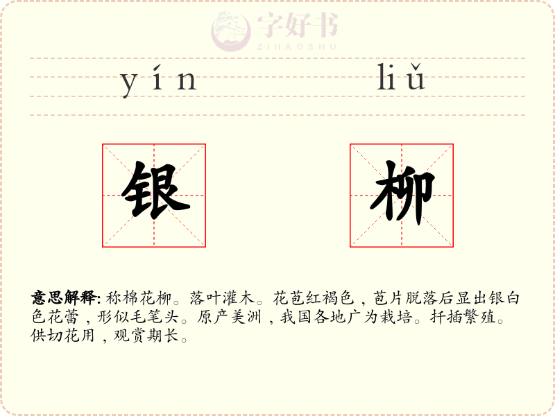 银柳