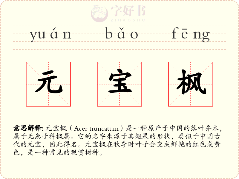 元宝枫