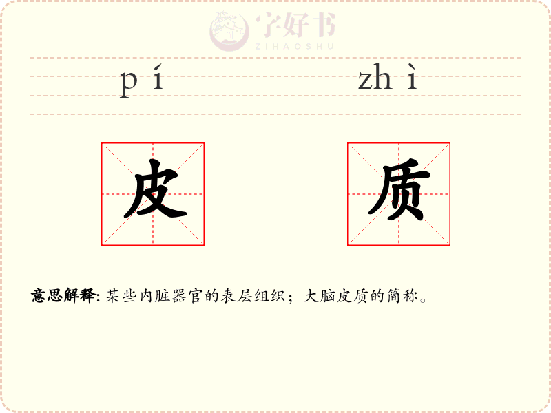 皮质
