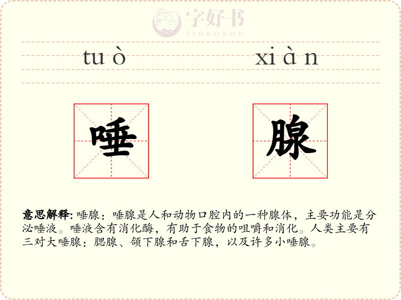 唾腺