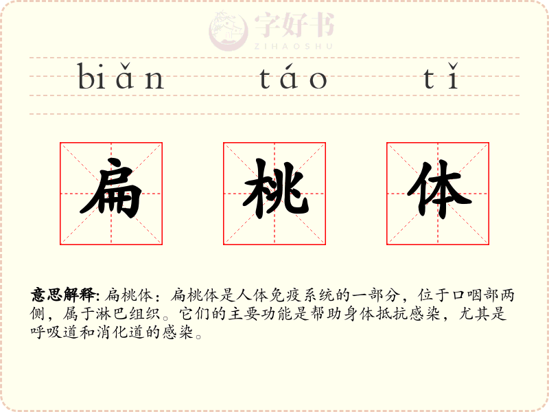 扁桃体