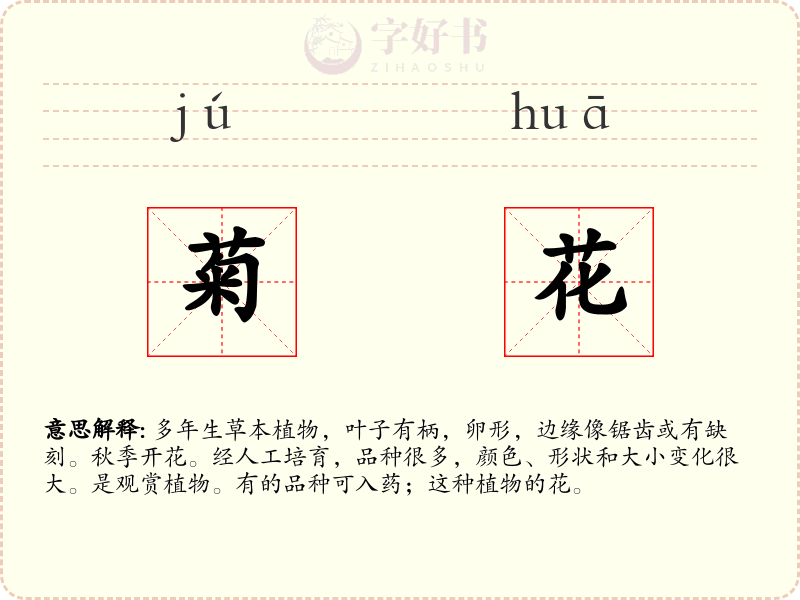 菊花