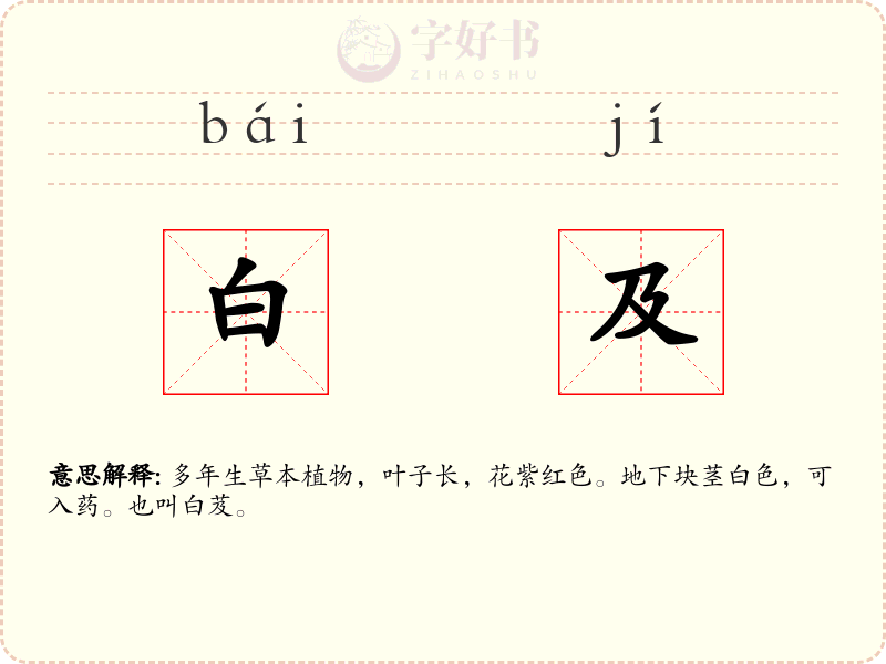 白及