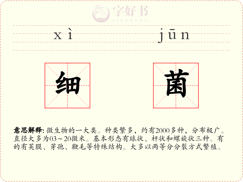 细菌