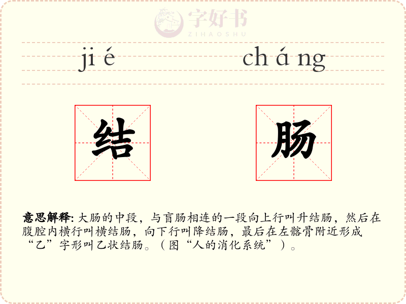 结肠