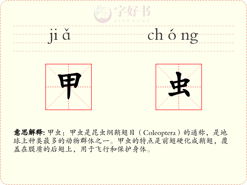 甲虫