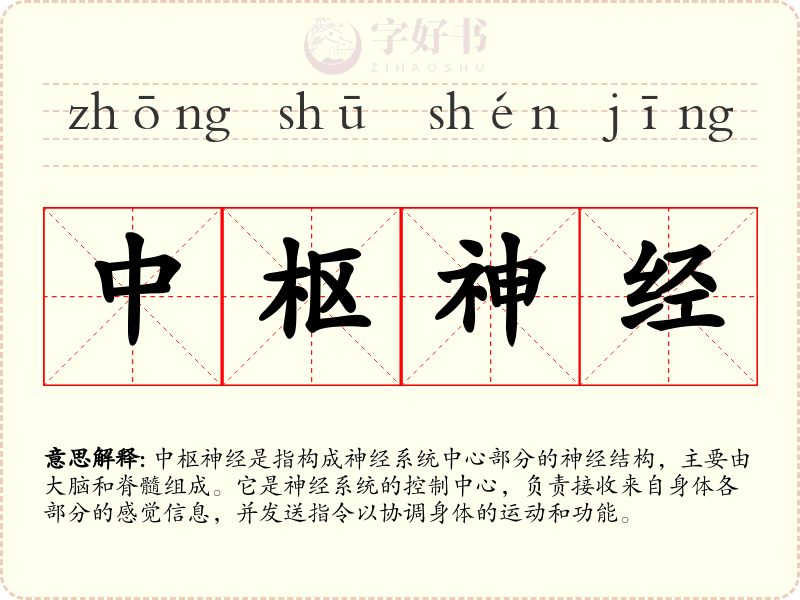 中枢神经