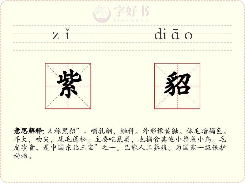 紫貂
