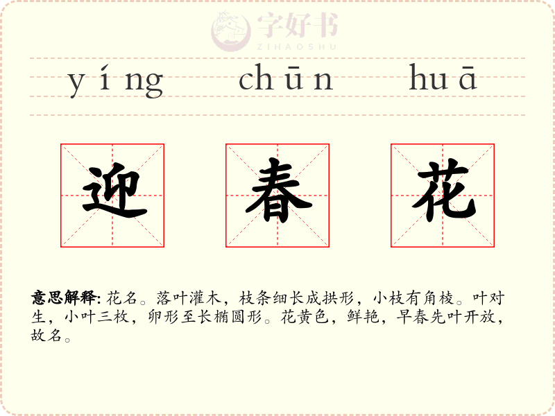 迎春花