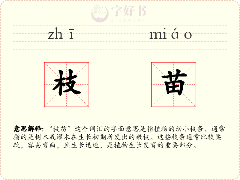 枝苗
