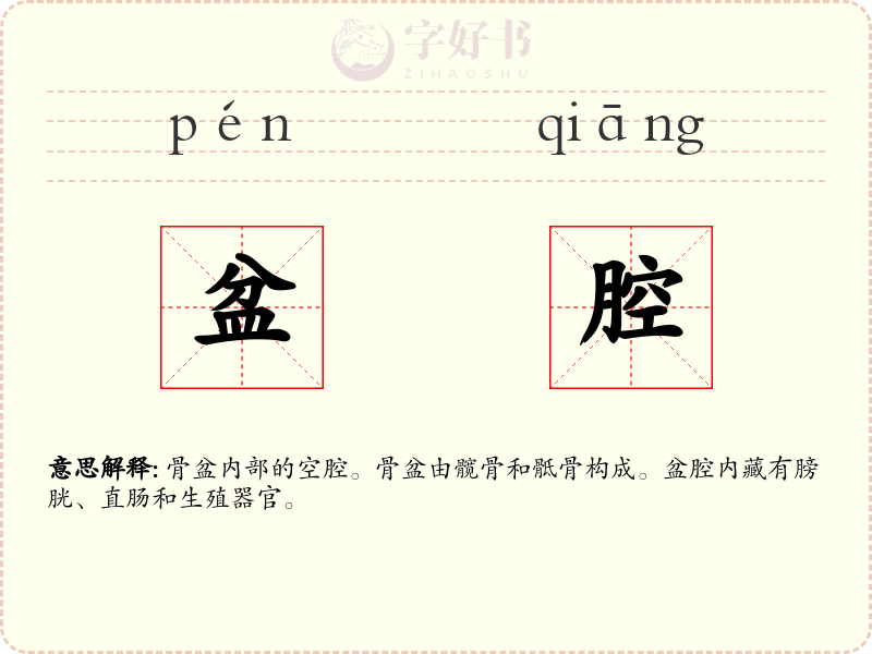 盆腔