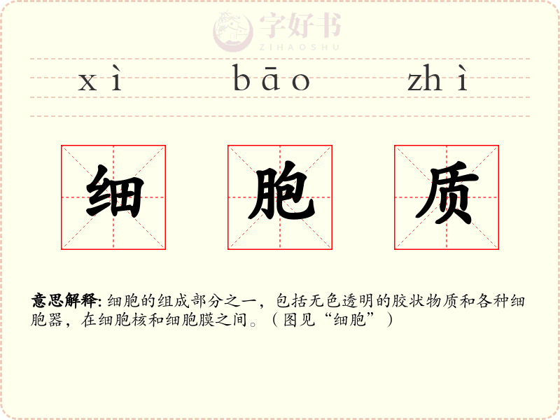 细胞质