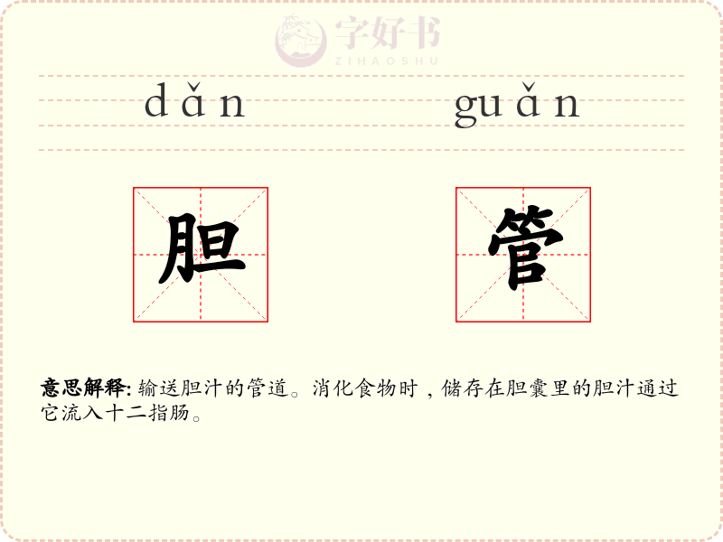 胆管