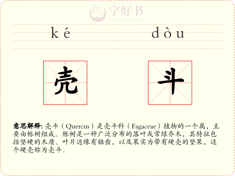 壳斗