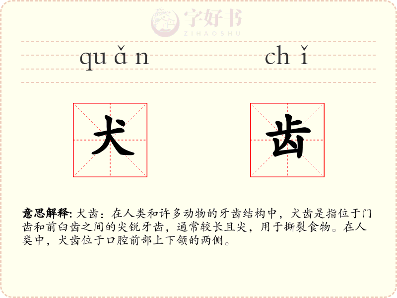 犬齿