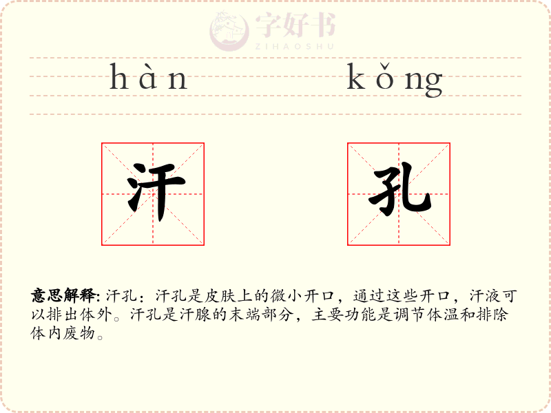 汗孔