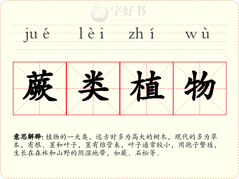 蕨类植物