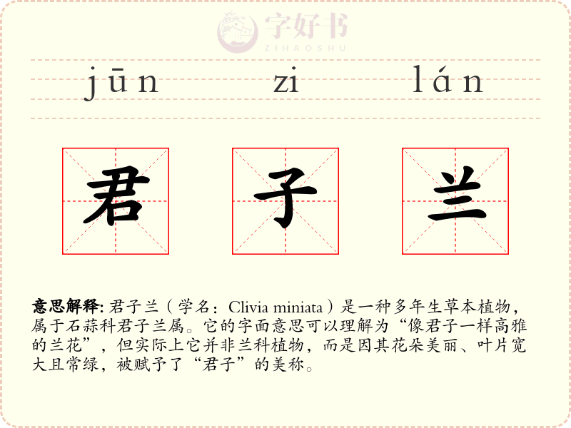 君子兰
