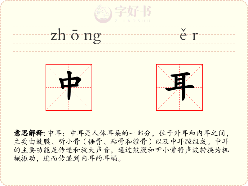 中耳