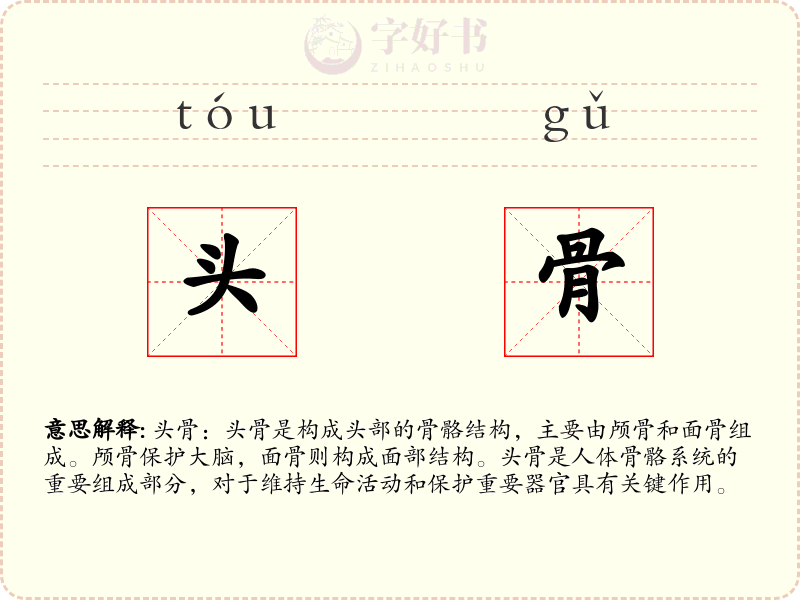 头骨