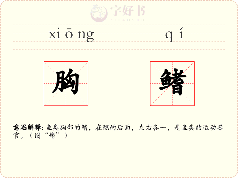 胸鳍