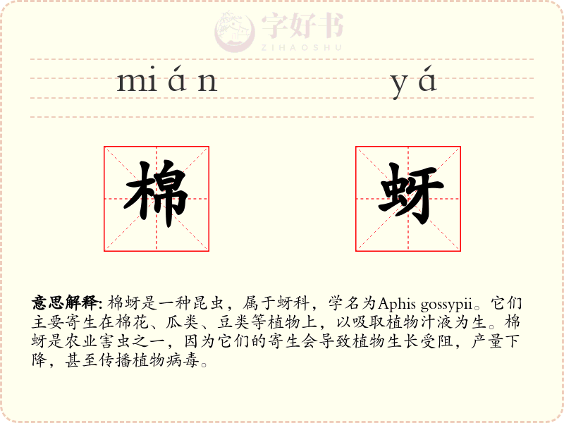 棉蚜