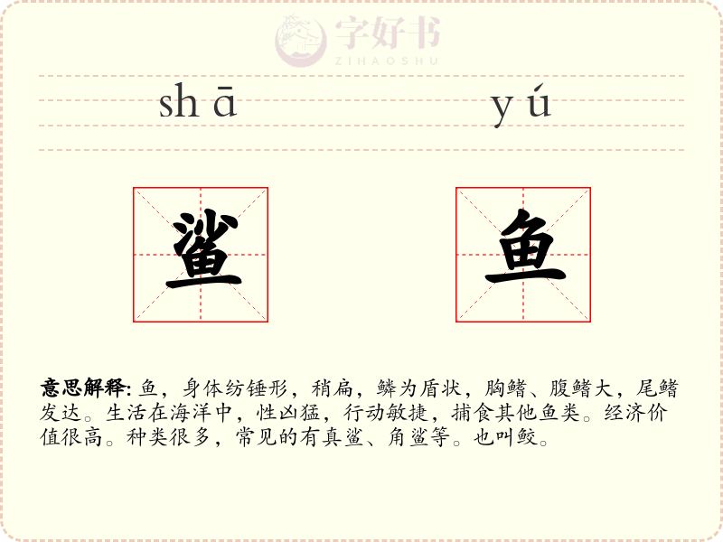 鲨鱼