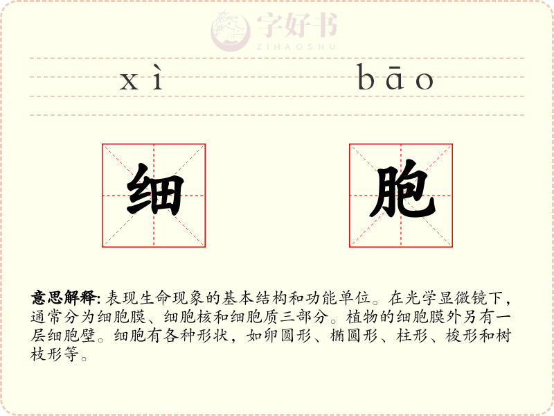 细胞