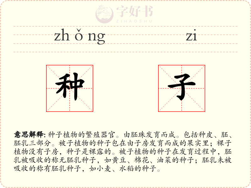 种子