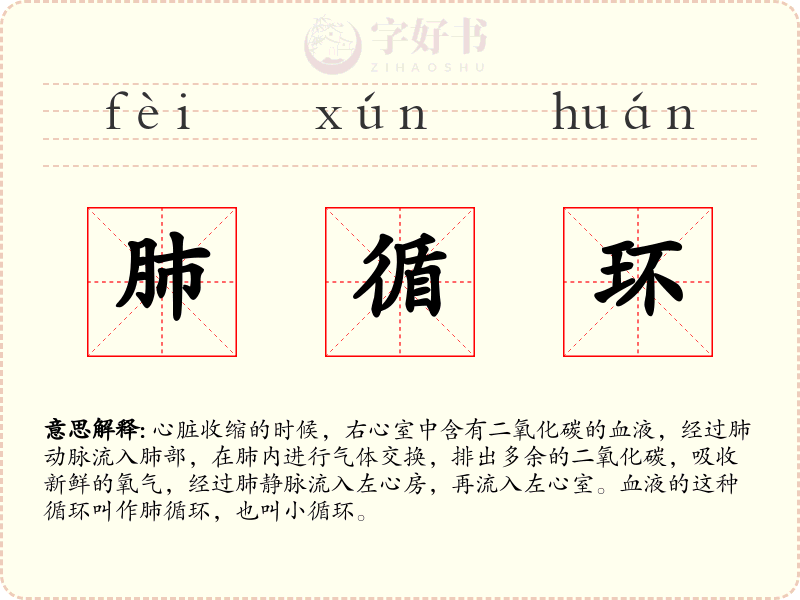 肺循环