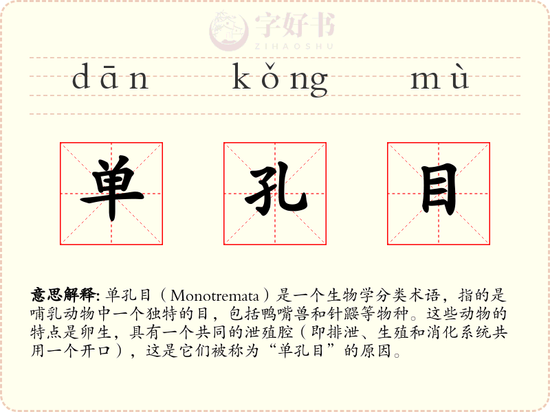 单孔目