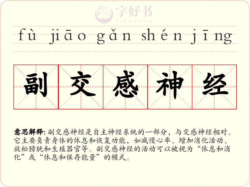 副交感神经