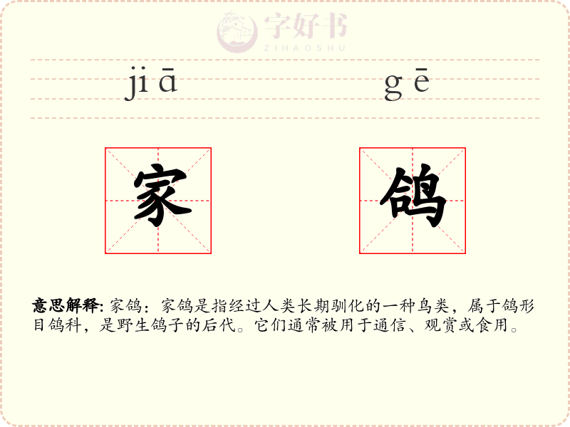 家鸽