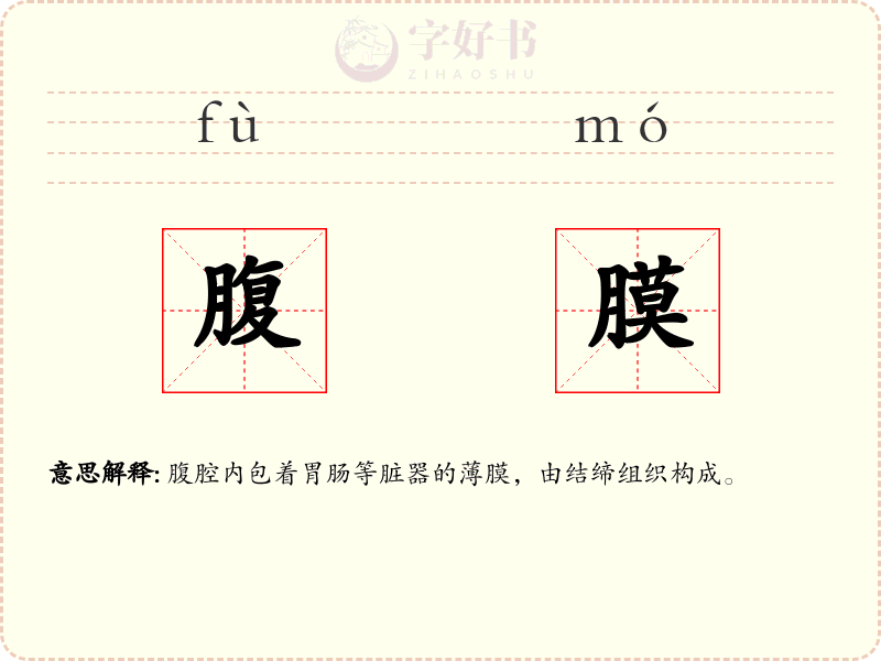 腹膜