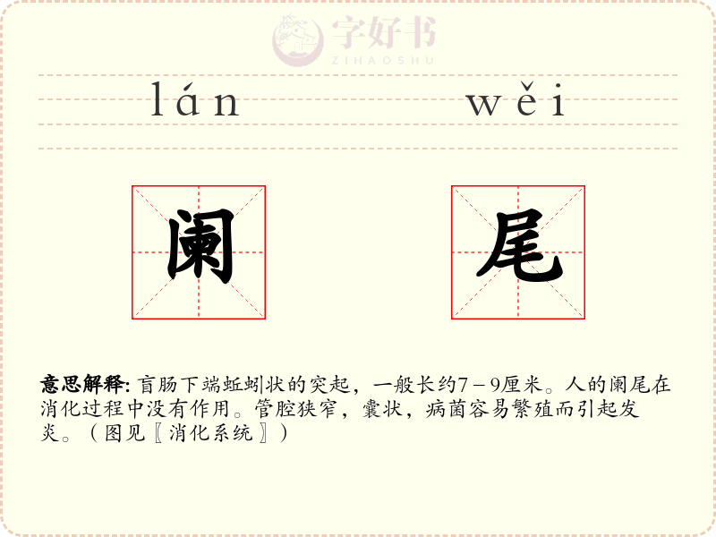 阑尾