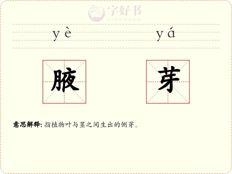腋芽