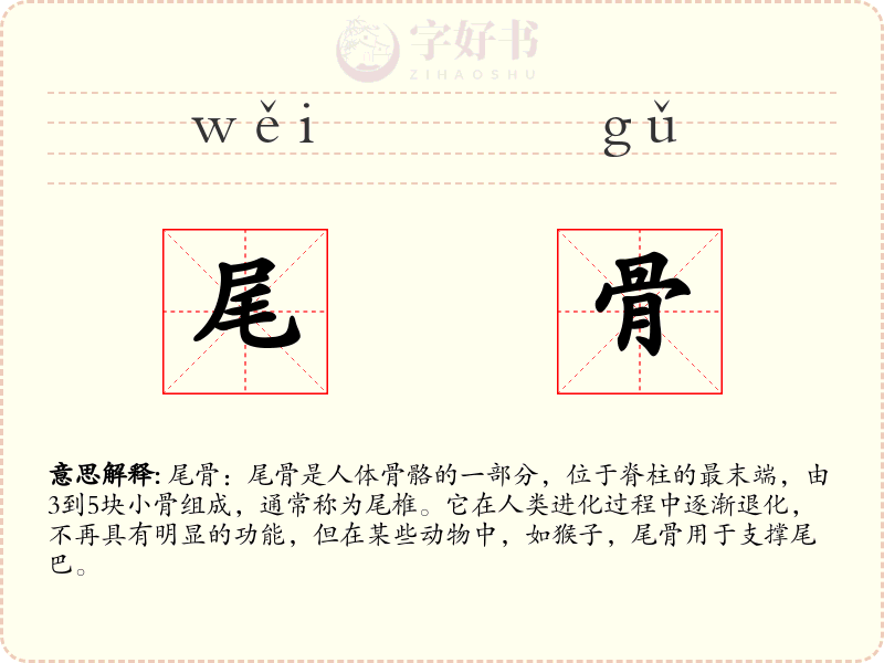 尾骨