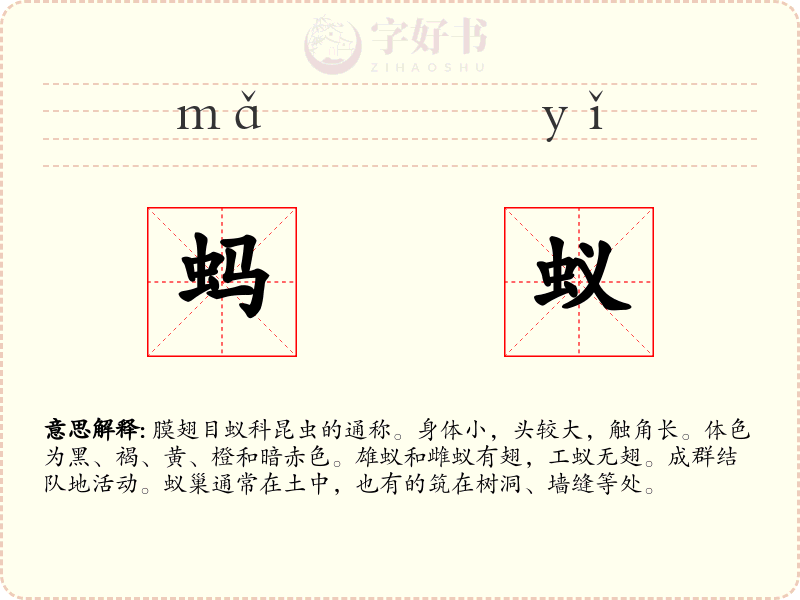 蚂蚁