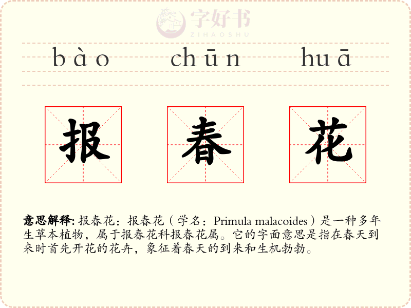 报春花