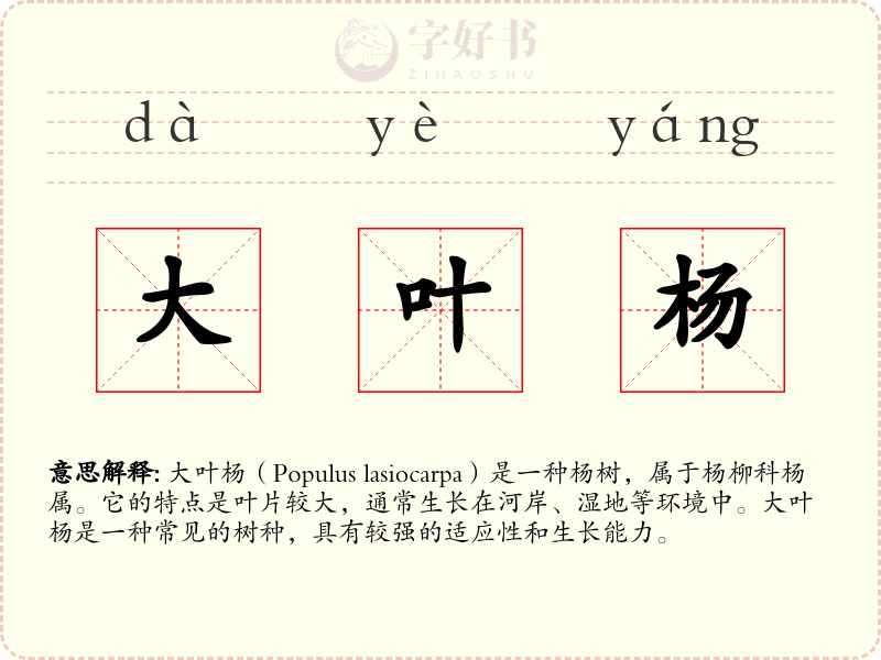 大叶杨