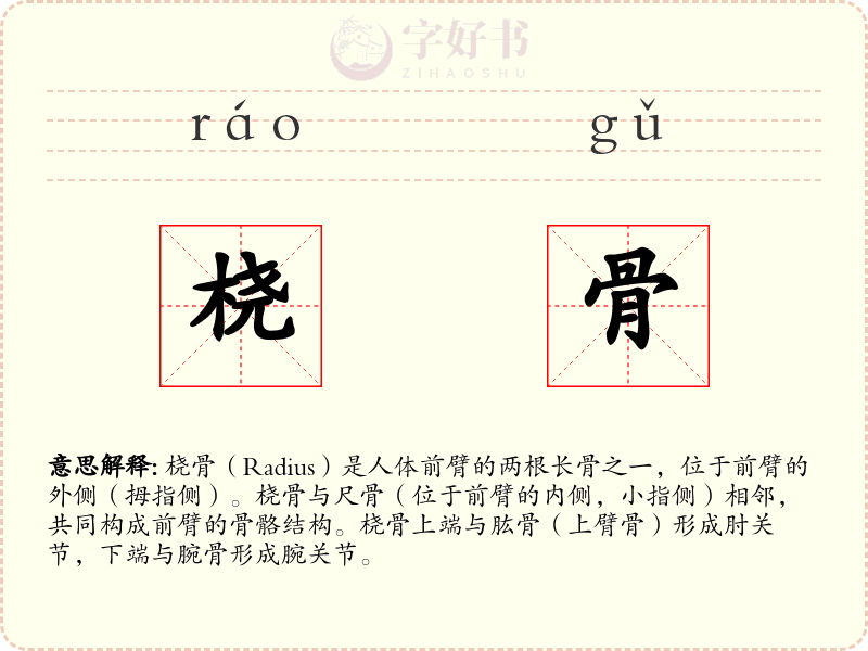 桡骨