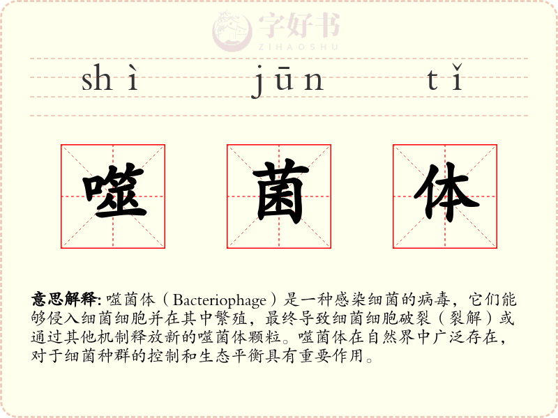 噬菌体